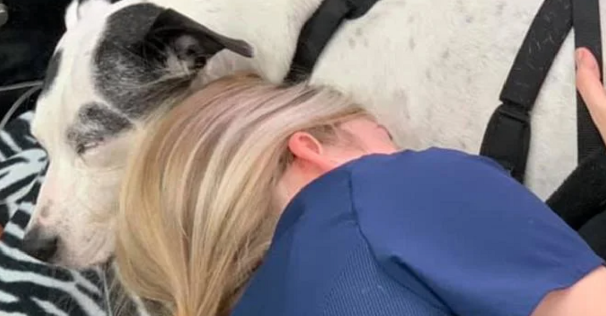 image - Vet Tech Slept Next To Dog With Cancer As It Went Through Rounds Of Treatment