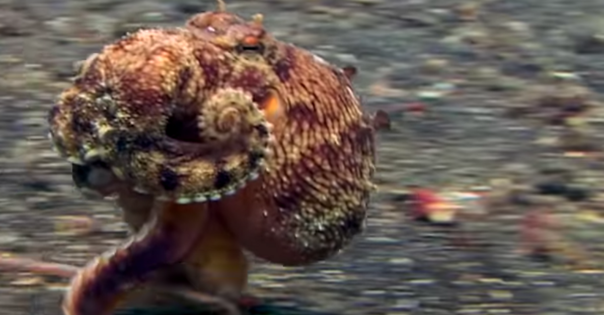 image - Video Captures An Octopus ‘Walking’ Across The Ocean Floor