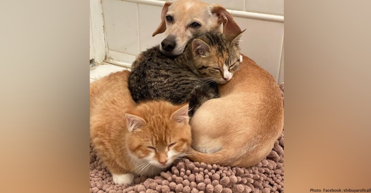 Rescued Mama Dog Loves Helping Her Human Foster Orphaned Kittens
