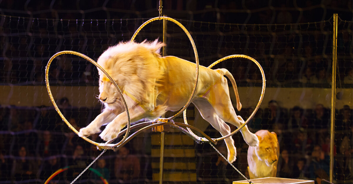 Russian Laws Allows Circuses to Abuse Animals As 'Training' To Get Them To  Perform - The Animal Rescue Site News