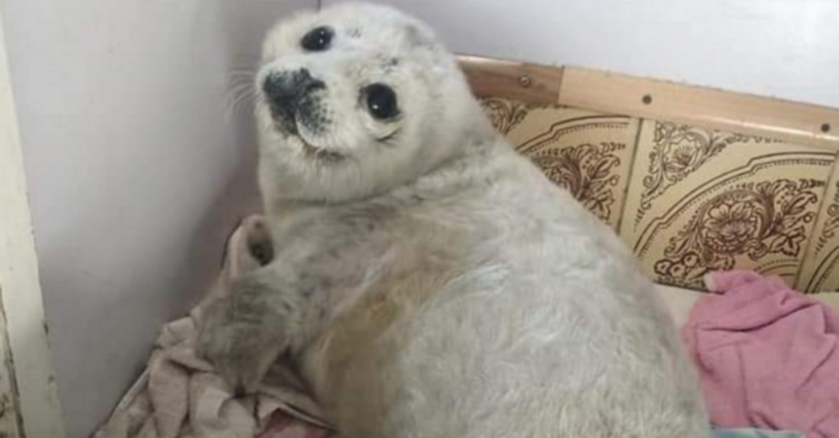 are seals like dogs