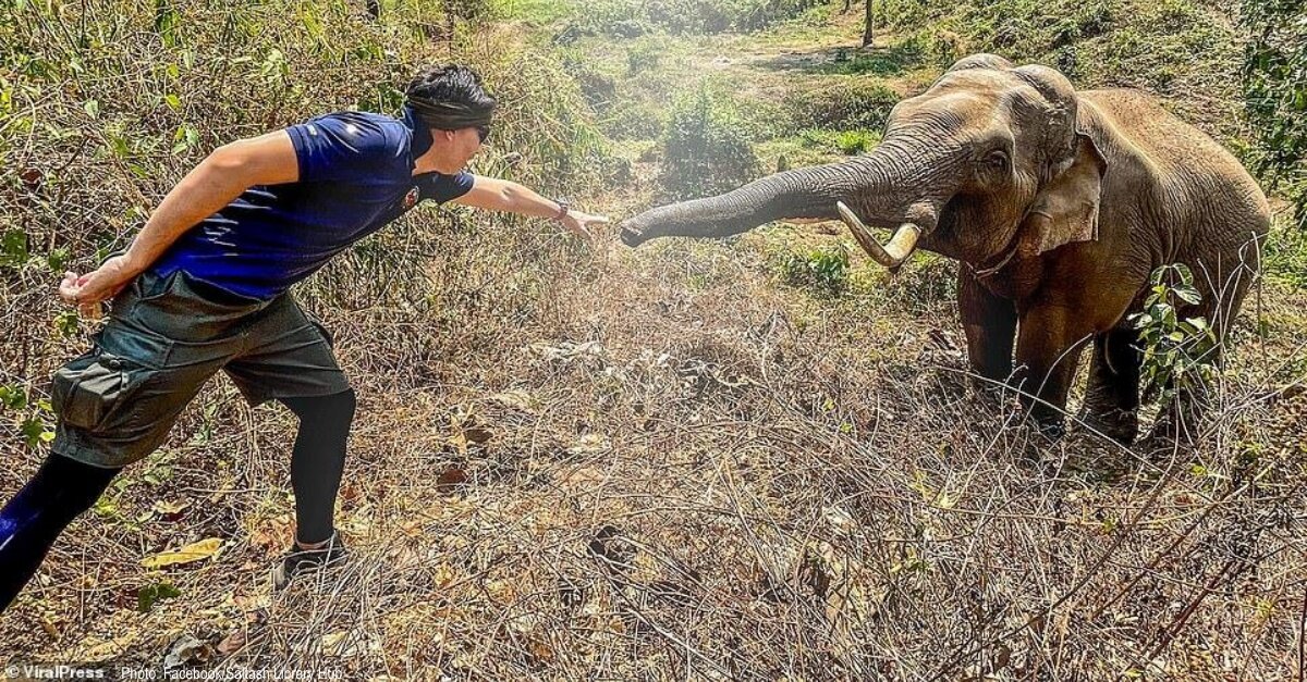 image - Wild Elephant In Thailand Recognizes Vet Who Saved His Life 12 Years Ago