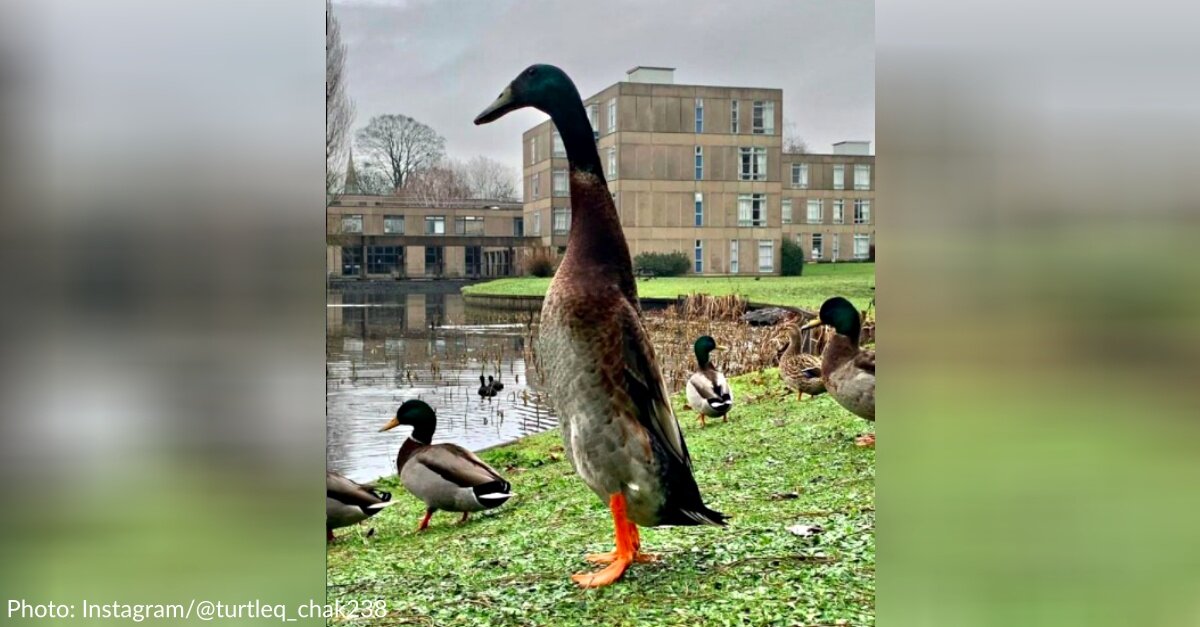 image - Meet Long Boi, The Tallest Duck At The University Of York