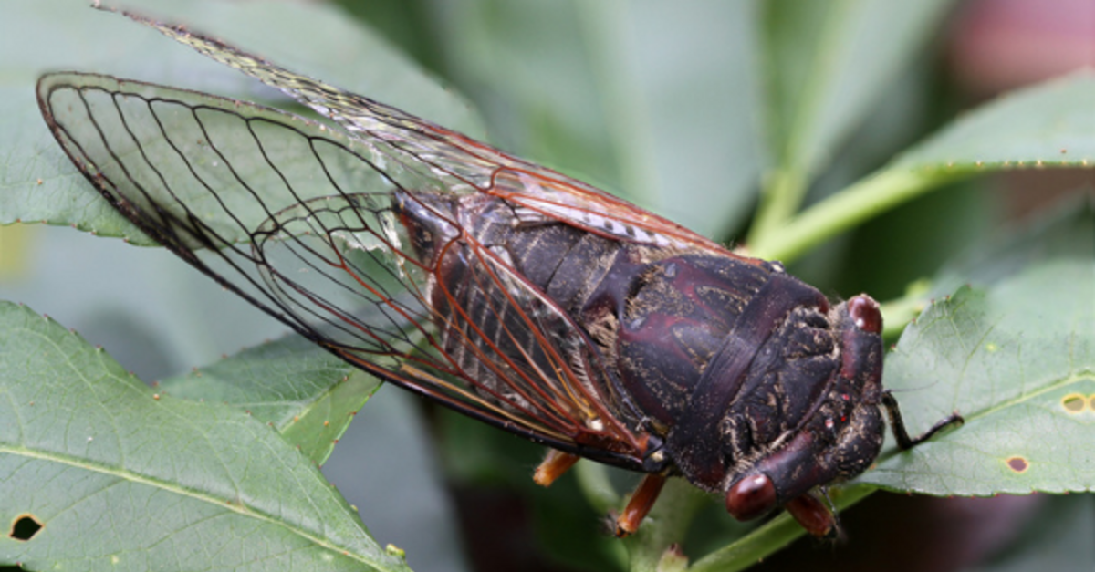 Is It Safe For Dogs To Eat Cicadas?