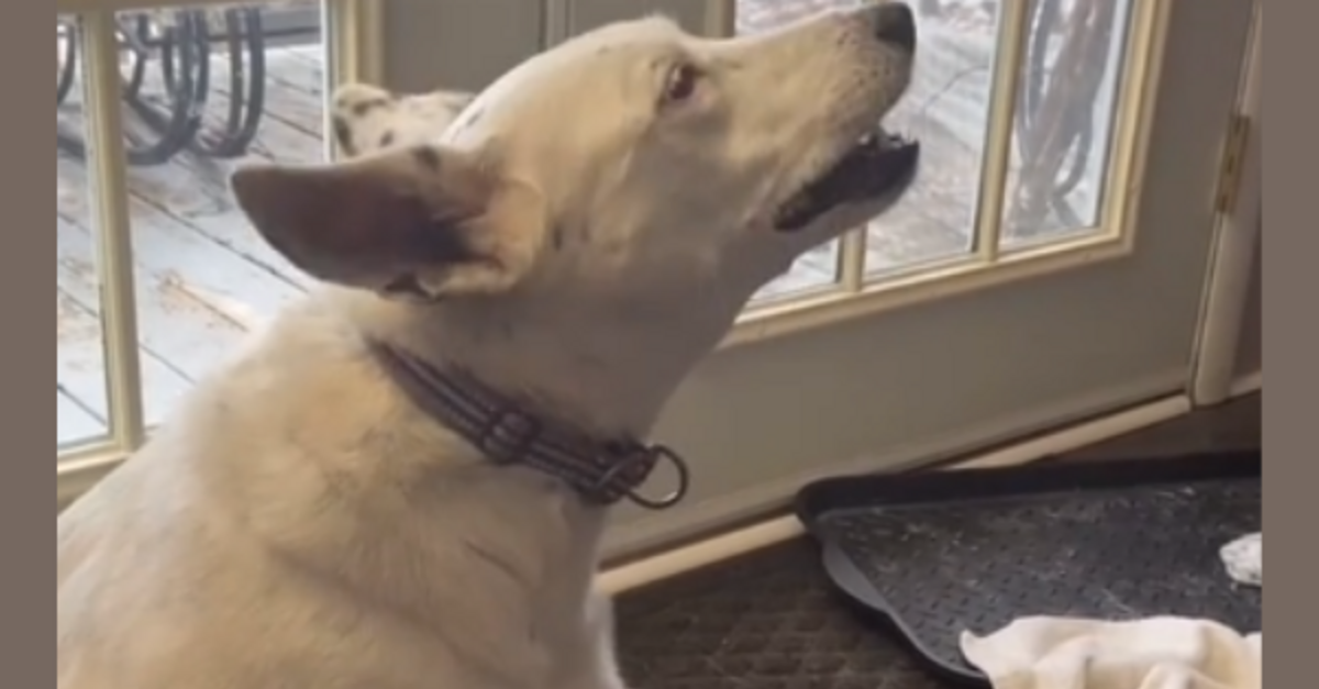Deaf Dog Makes Up Her Own ‘Bark’