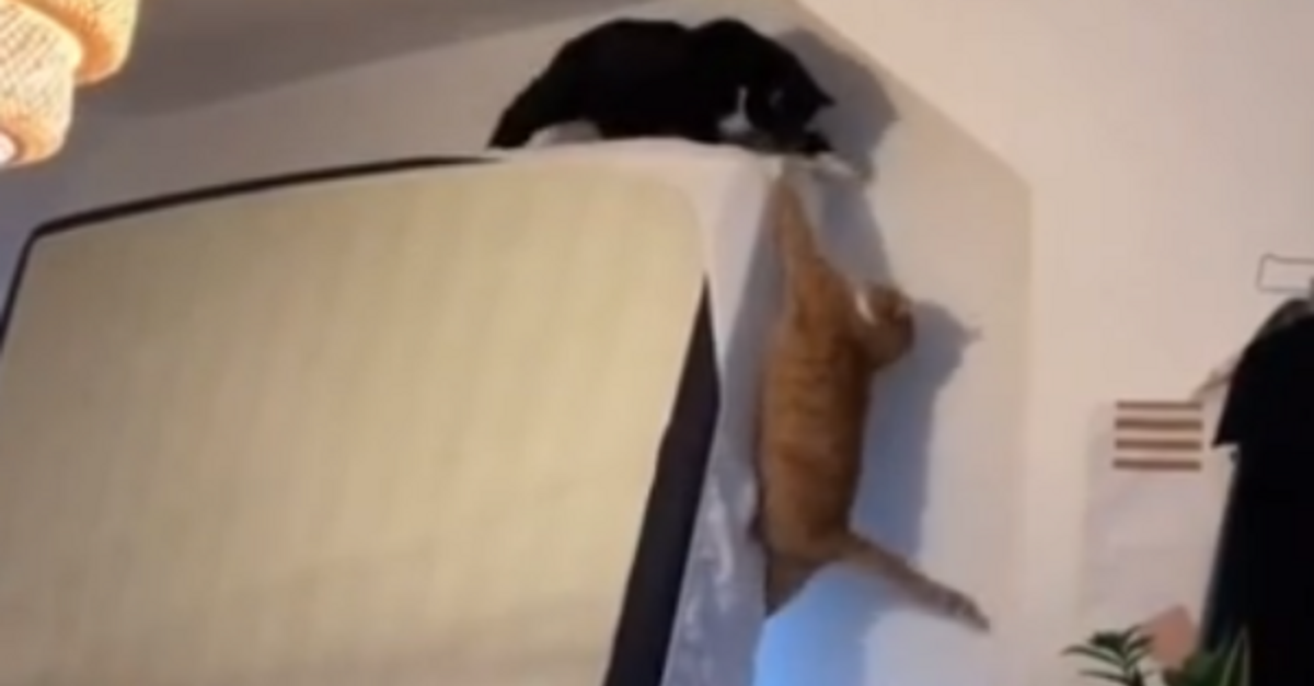 Cats Recreate Famous Scene From ‘The Lion King’