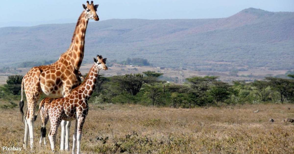 Kenya is Hoping to Improve Conservation with its First Ever Wildlife Census