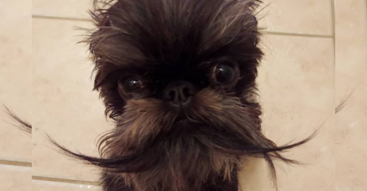 Long-Haired Brussels Griffon Dog Rocks Trendy Hairstyles On Instagram