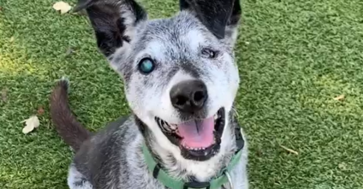 Abandoned 19-Year-Old Dog Gets A Second Chance At Finding A Forever Home
