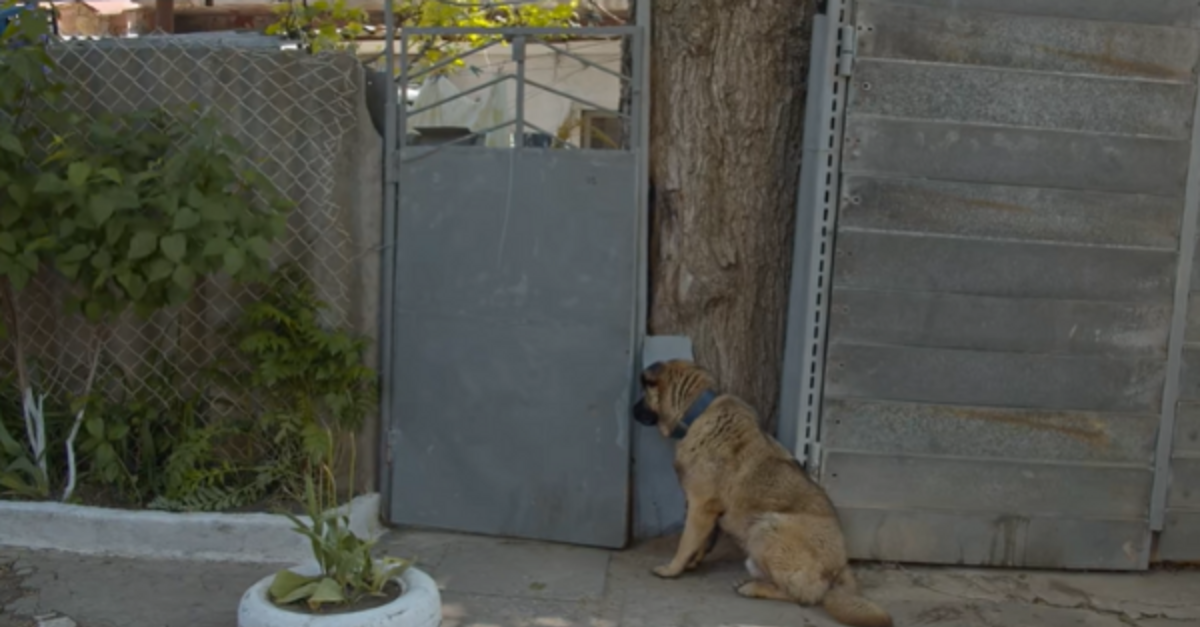 Dog Waits At The Gate After His Family Kicked Him Out Days Earlier