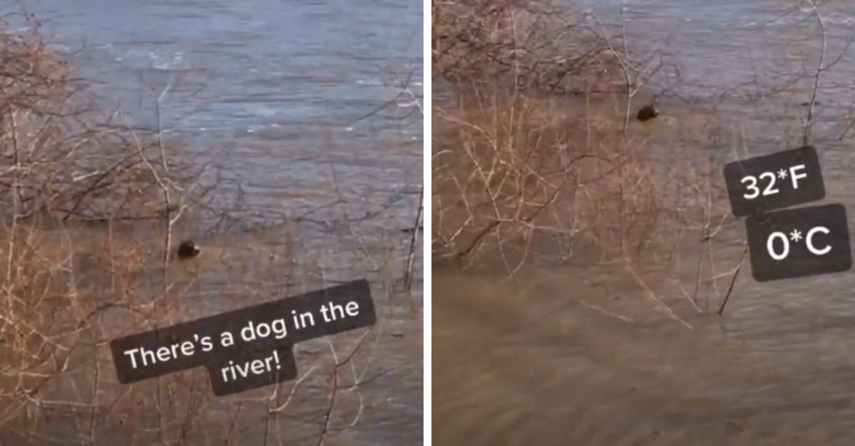 Man Saves A Dog Struggling To Swim In The Middle Of An Icy River