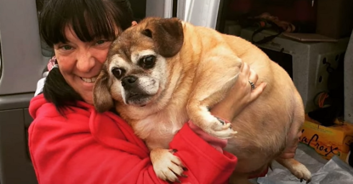 Obese Dog Makes An Incredible Weight Loss Transformation