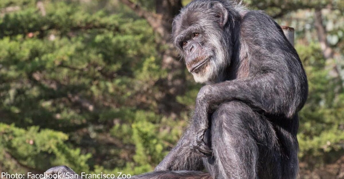 Cobby, Oldest Male Chimpanzee In US, Dies At San Francisco Zoo