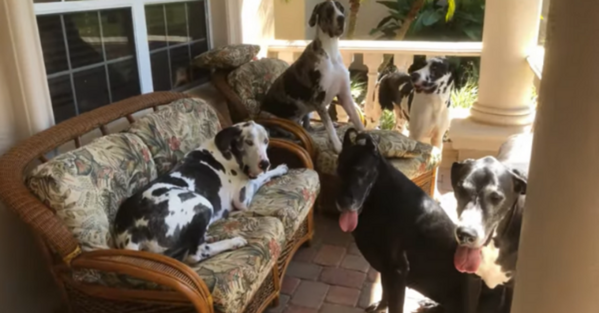 Photographer Shares How They Got Five Great Danes To Pose For A Photo