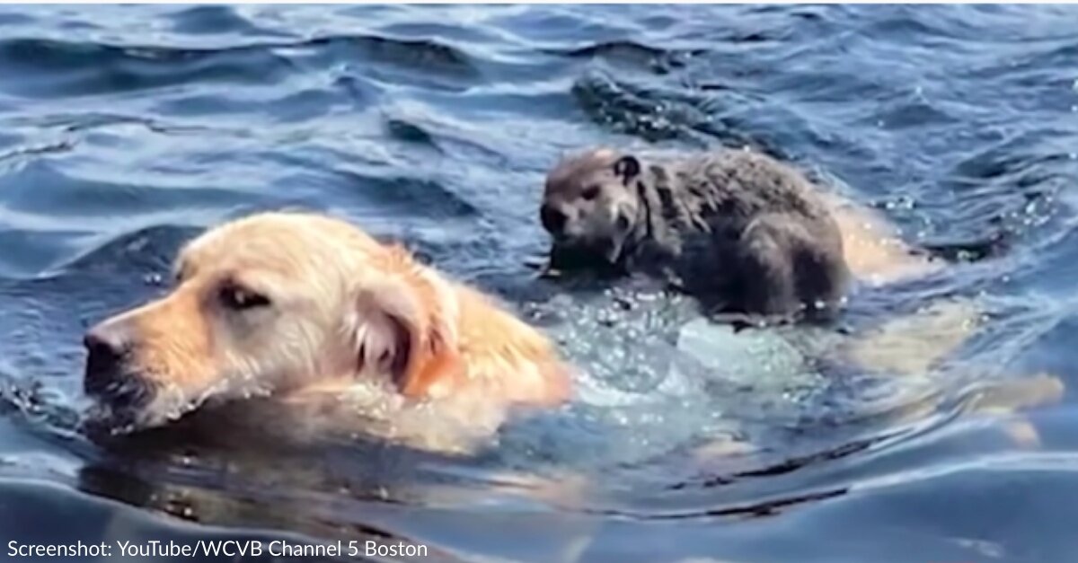 Woodchuck Hitches Ride To Shore On Golden Retriever’s Back