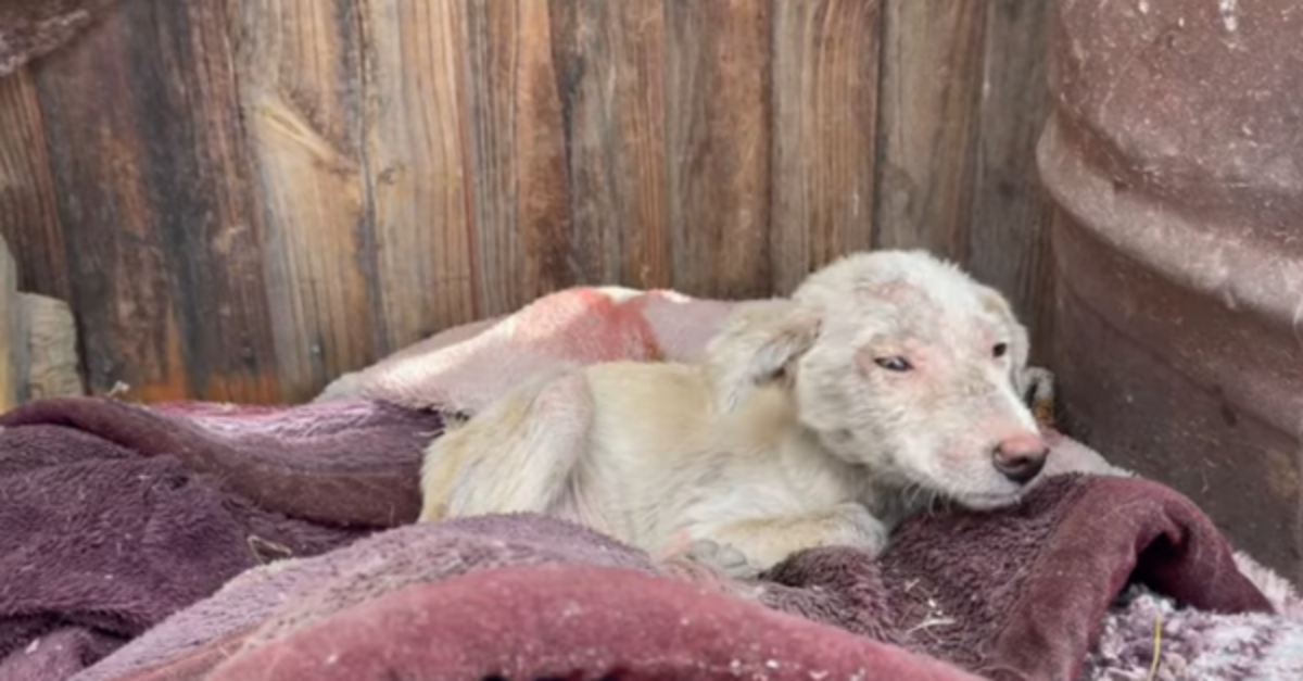 Puppy Rescued On The Brink Of Death Makes An Incredible Transformation