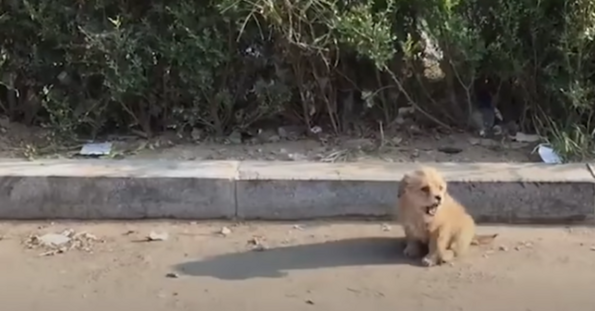 Stray Puppies Searches For Someone To Give Him A Home