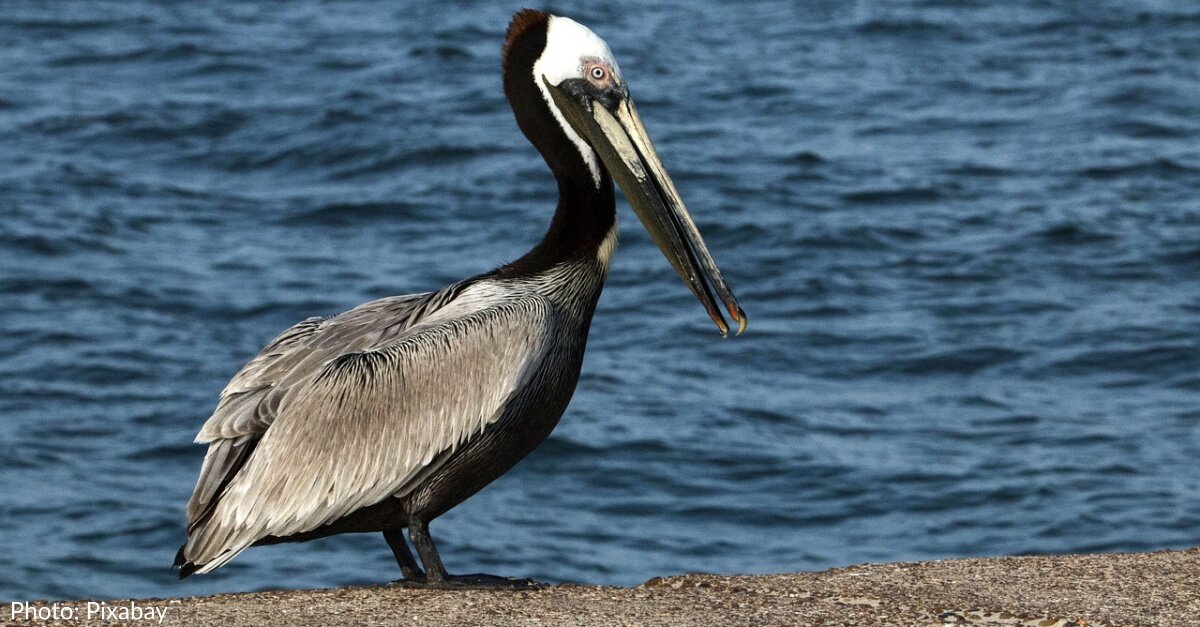 32 Pelicans Mutilated In Southern California: “Someone is intentionally breaking Brown Pelican’s wings.”