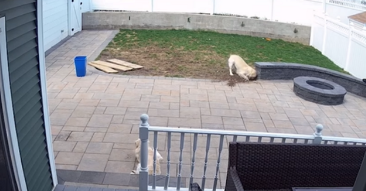 Dog Caught Digging In The Yard Pretends He’s Innocent