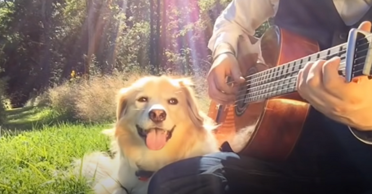 Maple The Guitar Loving Dog Has Passed Away