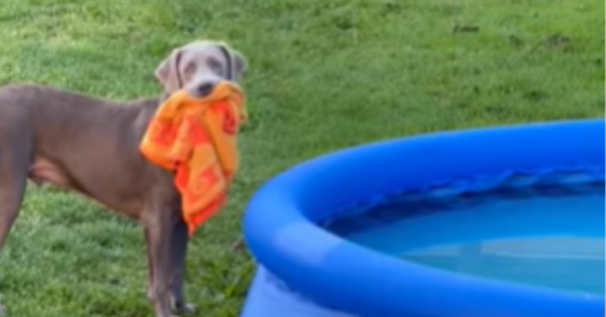 Puppy Wakes Up Extra Early So He Can Go Swimming In His New Pool