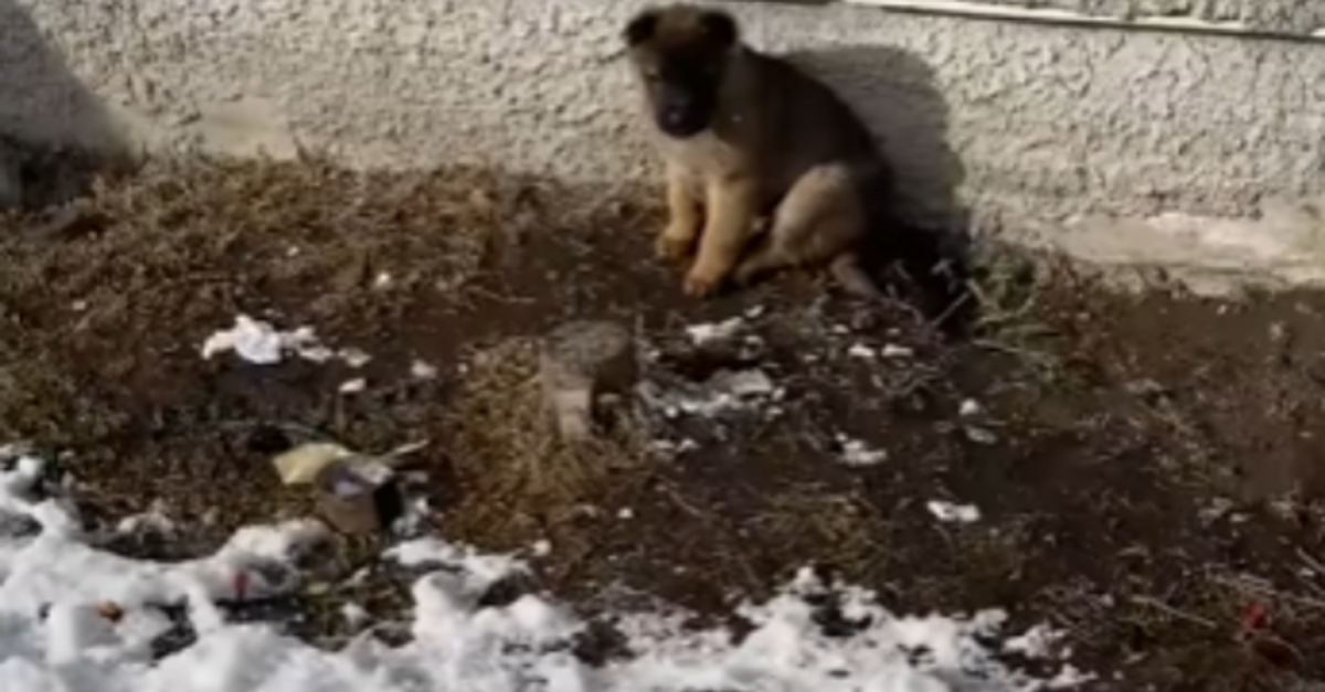 Man Sees An Online Ad For ‘Unwanted Puppies’ And Immediately Goes To Rescue Them
