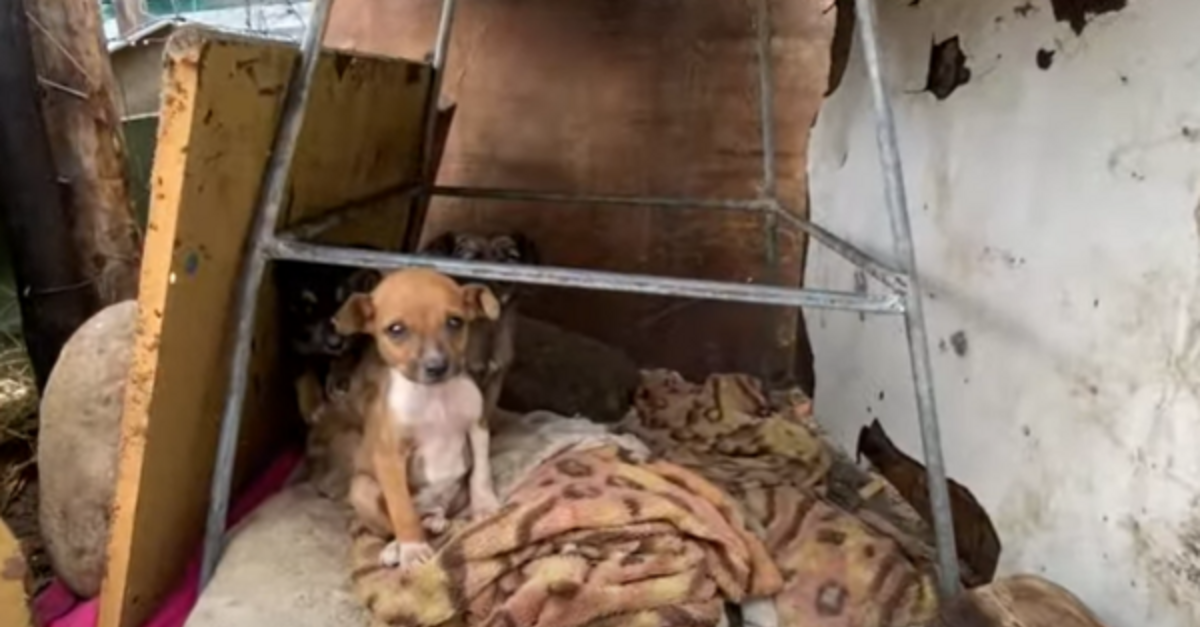 Puppies Who Lived Exposed To The Elements Year-Round Get A Kennel For The First Time