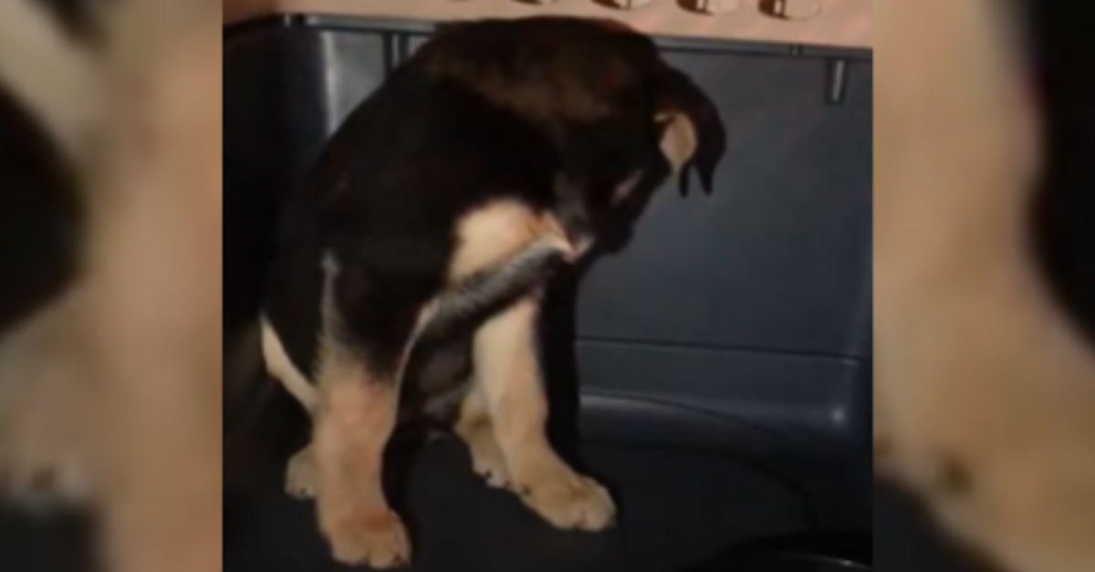 Terrified Puppy Refused To Leave Her Crate Until A Kind Boy Offered Her A Treat