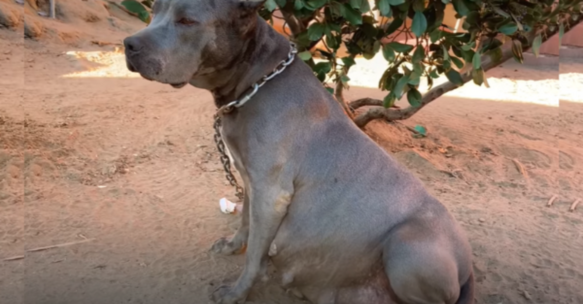 Rescuers Save Pregnant Pit Bull From Life On A Chain