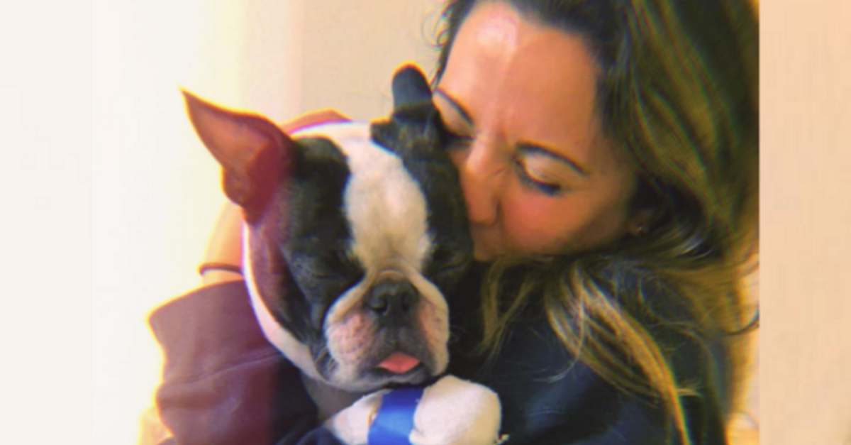 Boston Terrier Missing For 290 Days Gets Reunited With His Family