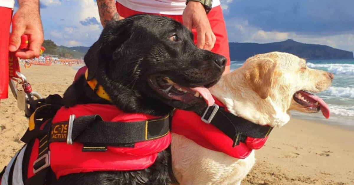 Two Dogs Rescue Young Girl Struggling In The Waves
