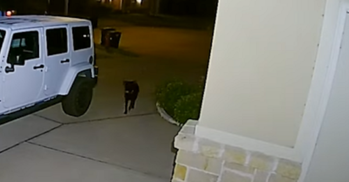 Couple Sees A Stray Dog On Their Security Camera And Make It A Mission To Save Him