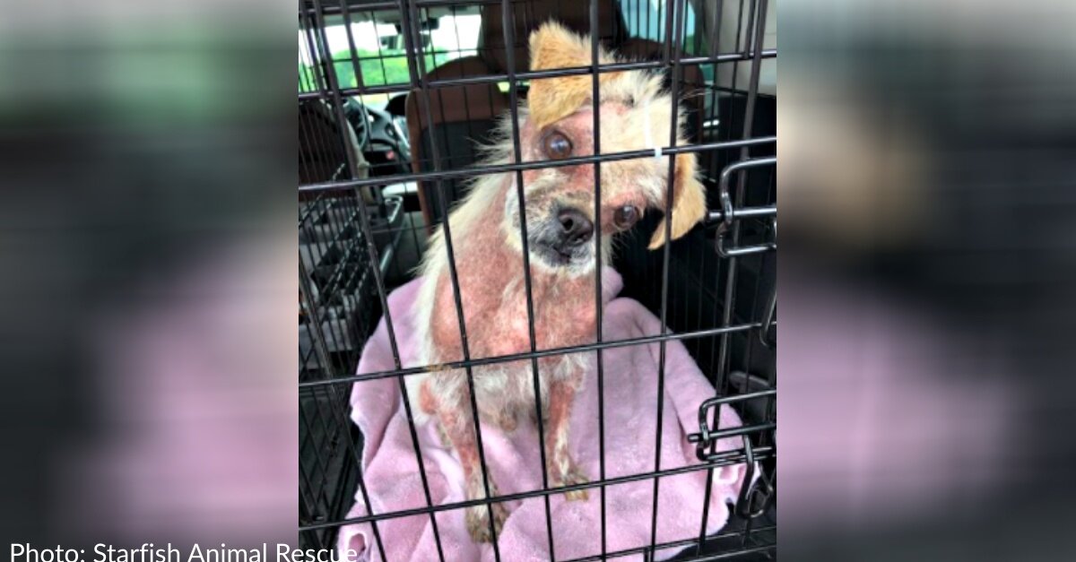 Dog Covered In Scabs From Head To Toe Gets Second Chance At Life - The Animal  Rescue Site News