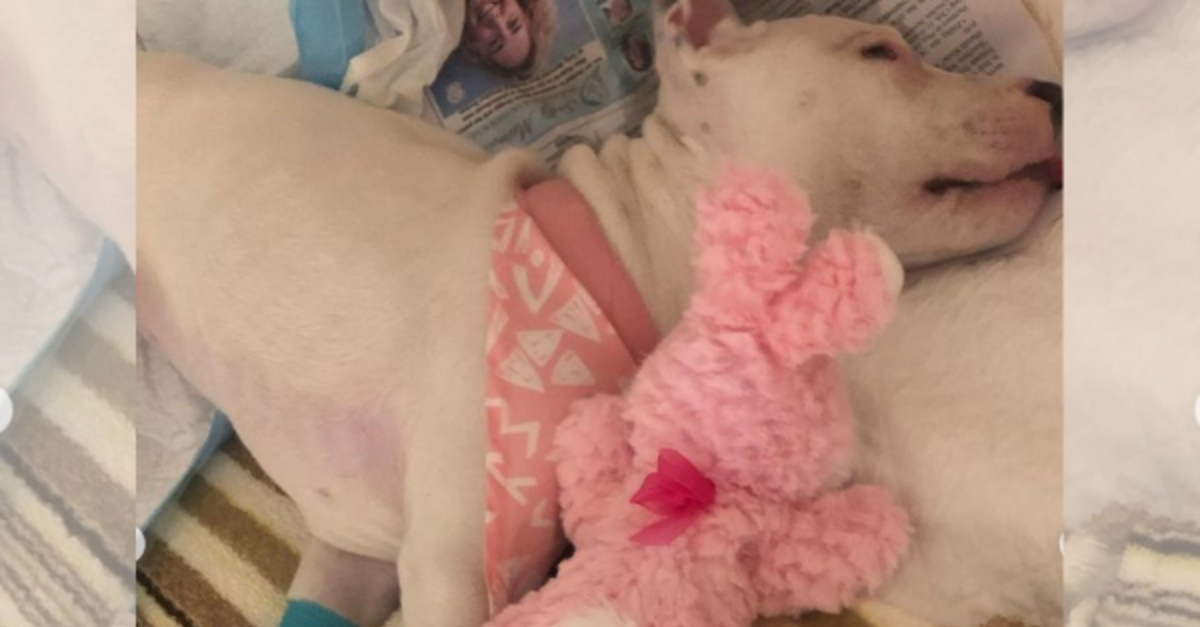 image - Pittie Pup Paralyzed By Tetanus Got A New Lease On Life