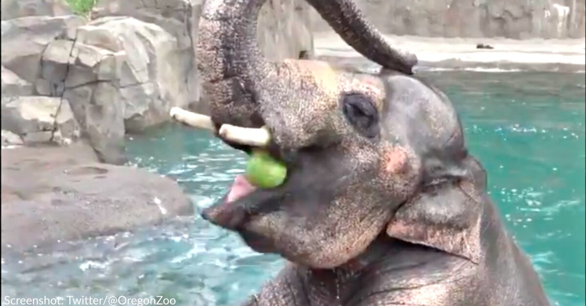 Animals At Oregon Zoo Get Special Treat For National Watermelon Day