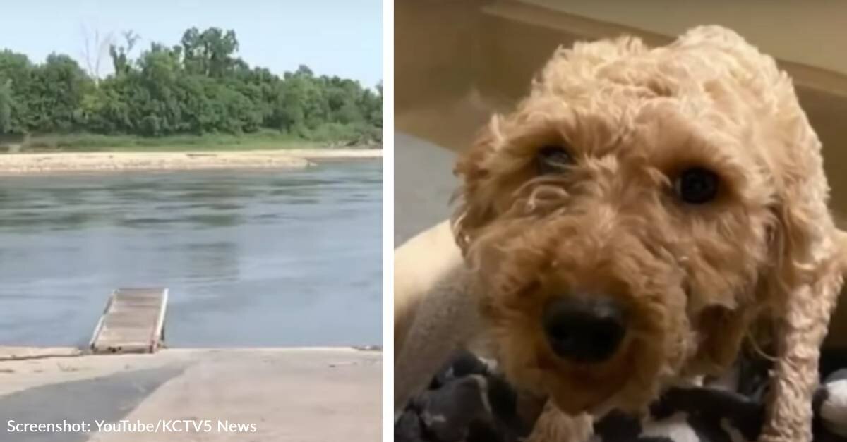 After Man Dumps Girlfriend’s Dog Into River, Good Samaritan Jumps In To Save Her