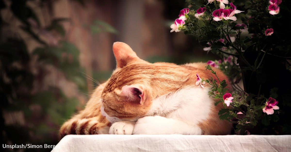 “Cat Garden” Video Shows Napping Felines Filling Front Porch Planters