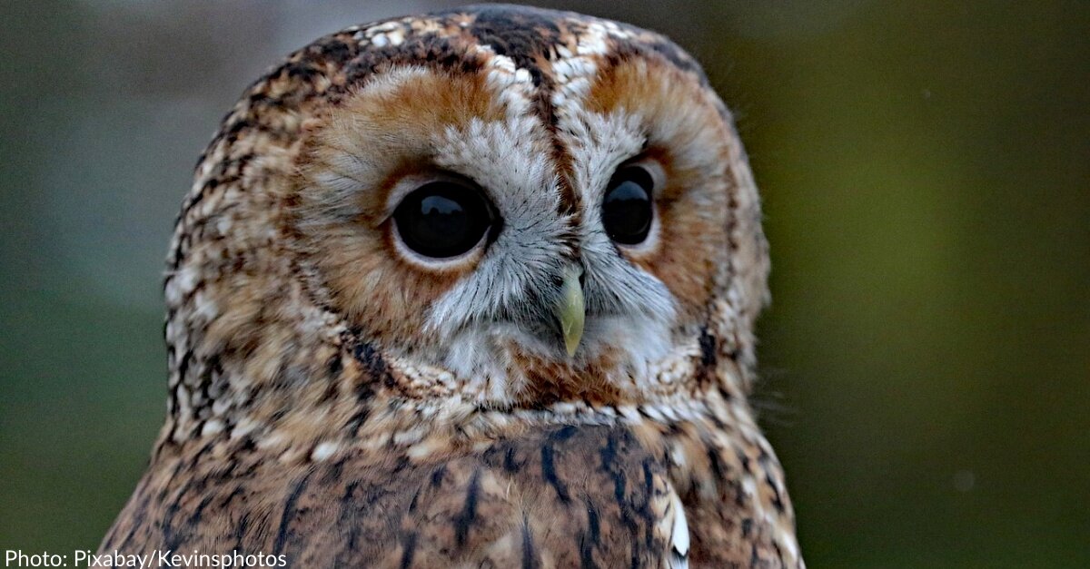 image - Beloved Central Park Owl Killed In Tragic Accident With Maintenance Vehicle