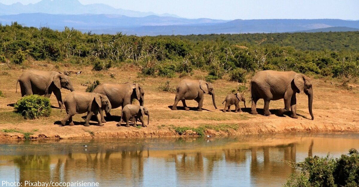 Herd Of Wild Elephants Finally Heading Home After 807-Mile Trek Across China