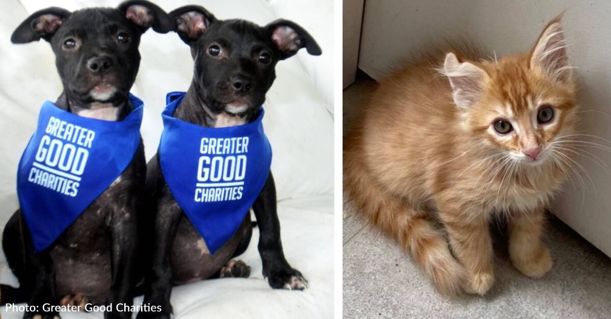 We’re Clearing The Shelters By Flying 180+ Shelter Pets To Forever Homes On August 23
