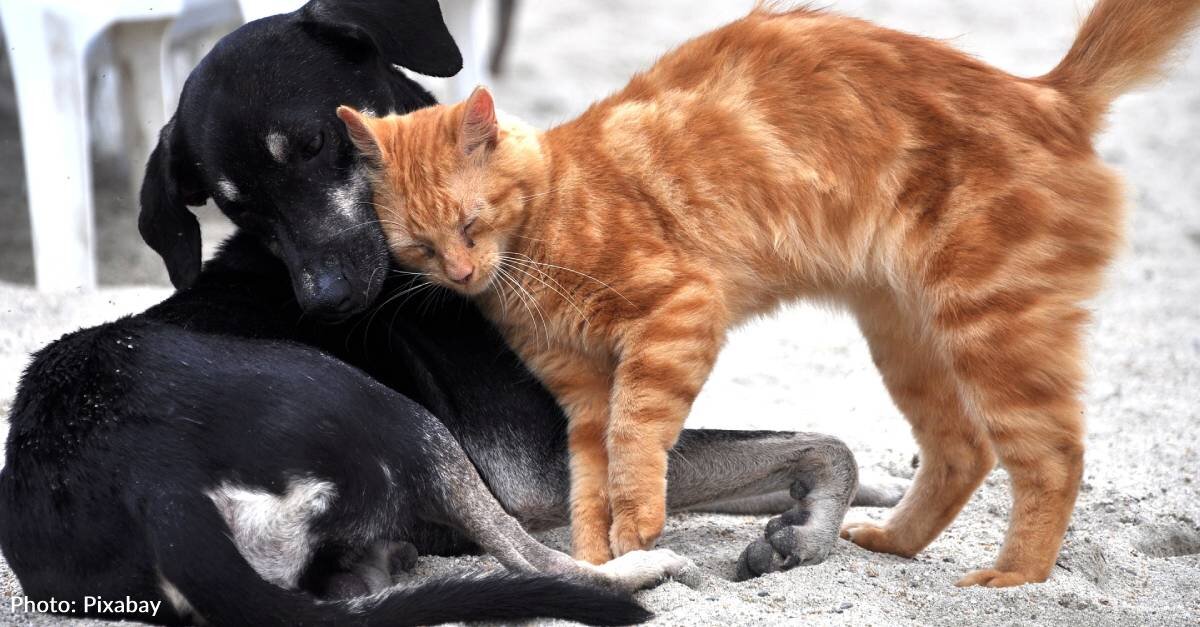 4 Ways To Help Displaced Pets On International Homeless Animals Day