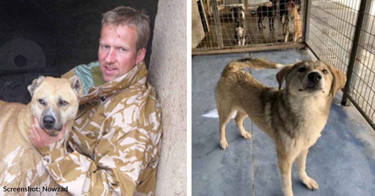 Rescue Founder And Former Marine Won’t Leave Afghanistan Until Staff & Animals Are Safe