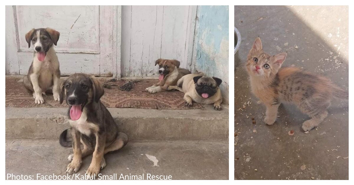 Kabul Small Animal Shelter Desperately Needs Landing Permit To Evacuate All Shelter Pets