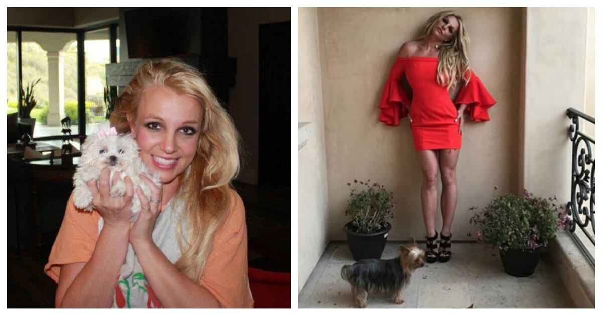 Housekeeper “Stole” Britney Spears’ Dogs To Save Them From Neglect