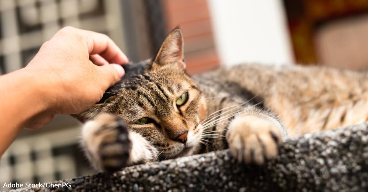 Cat Abandoned Because His Owner's New Boyfriend 'Doesn't Like Cats