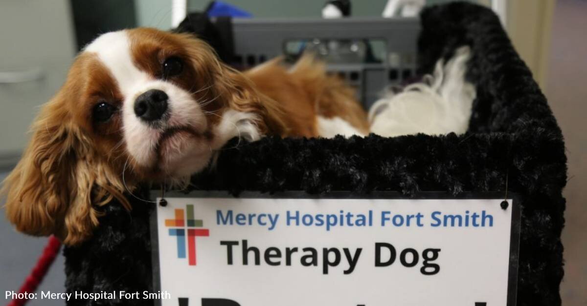 Friendly Spaniel Puppy, ‘Baxter,’ Becomes Hospital’s First Therapy Dog