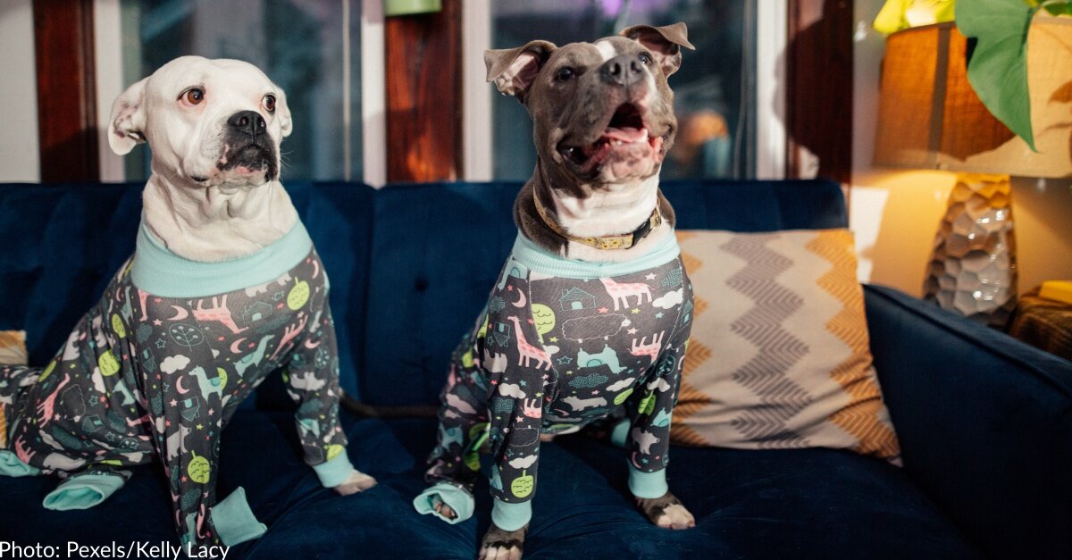 Illinois Woman Designs Playful Pajamas For Pit Bulls To Show They Are Friendly, Loving Dogs
