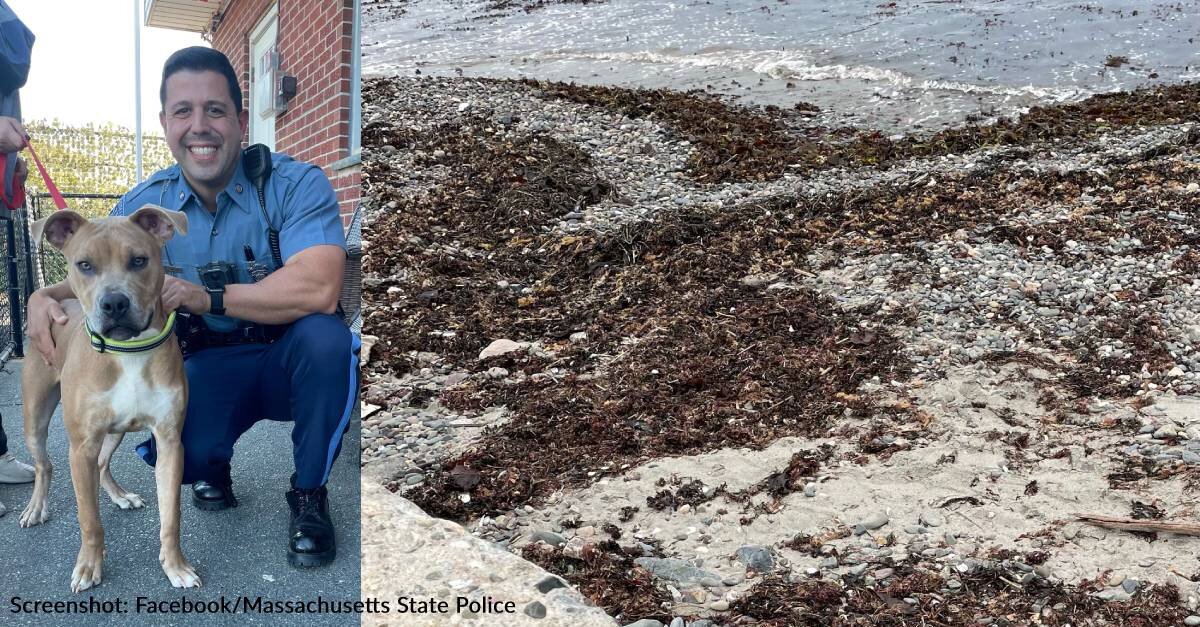 Officers Save Abandoned Dog Chained Up & Left To Die On Lonely Beach