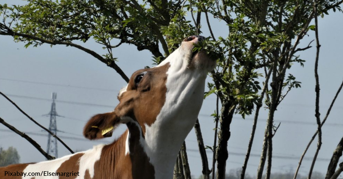 Hurricane Ida Strands Cow in Tree as it Hits Louisiana