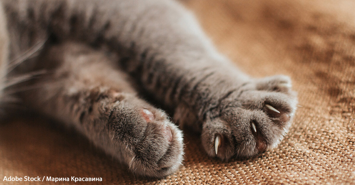 New York Has Taken Action, But Will Declawing Ever End In The Rest Of The United States?